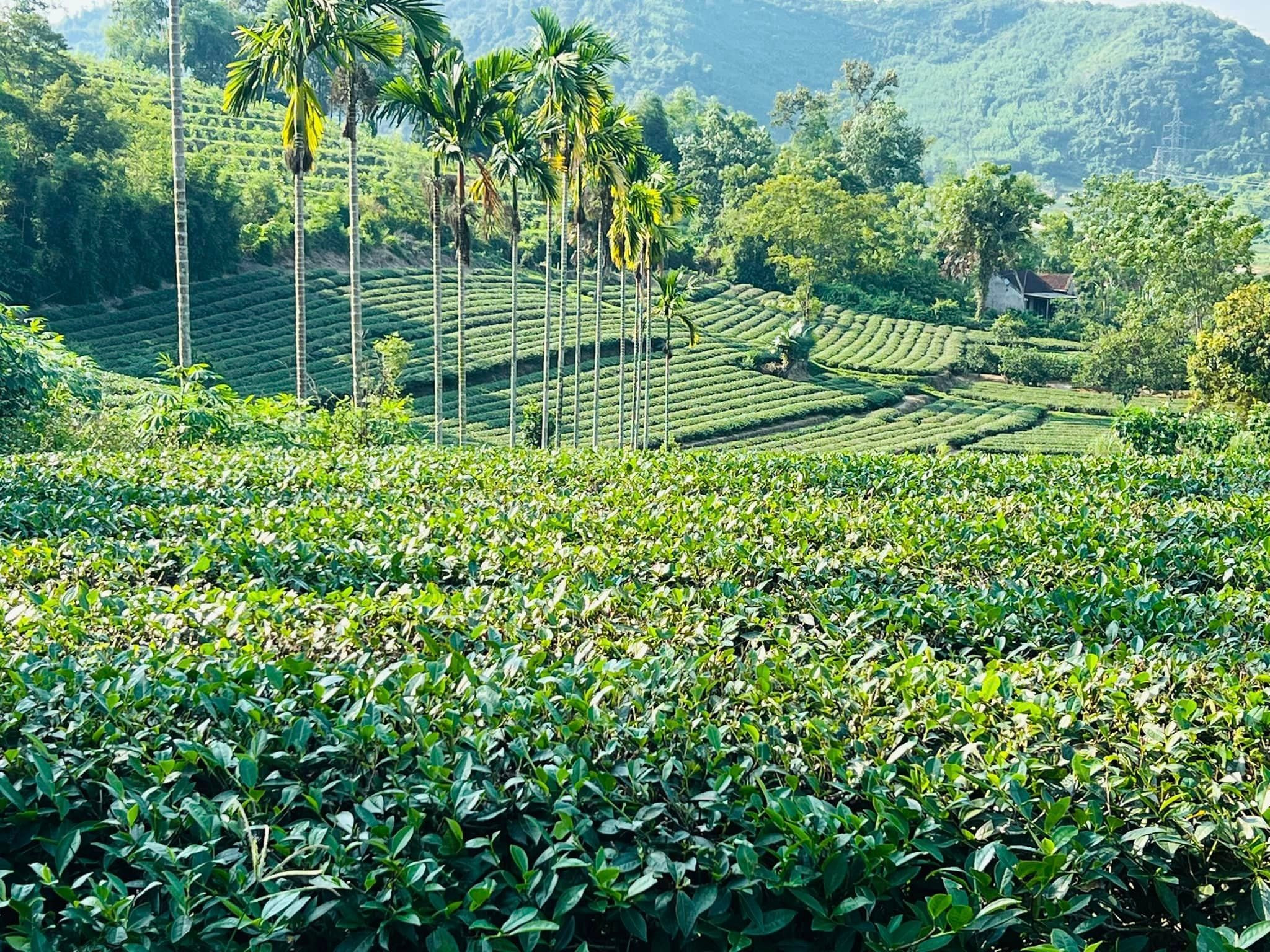 Triển khai Kế hoạch thực hiện Đề án “Phát triển vùng nguyên liệu nông, lâm, thủy sản tập trung giai đoạn 2026 - 2030”