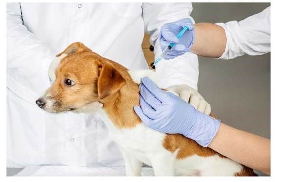 Cảnh giác bệnh dại mùa nắng nóng