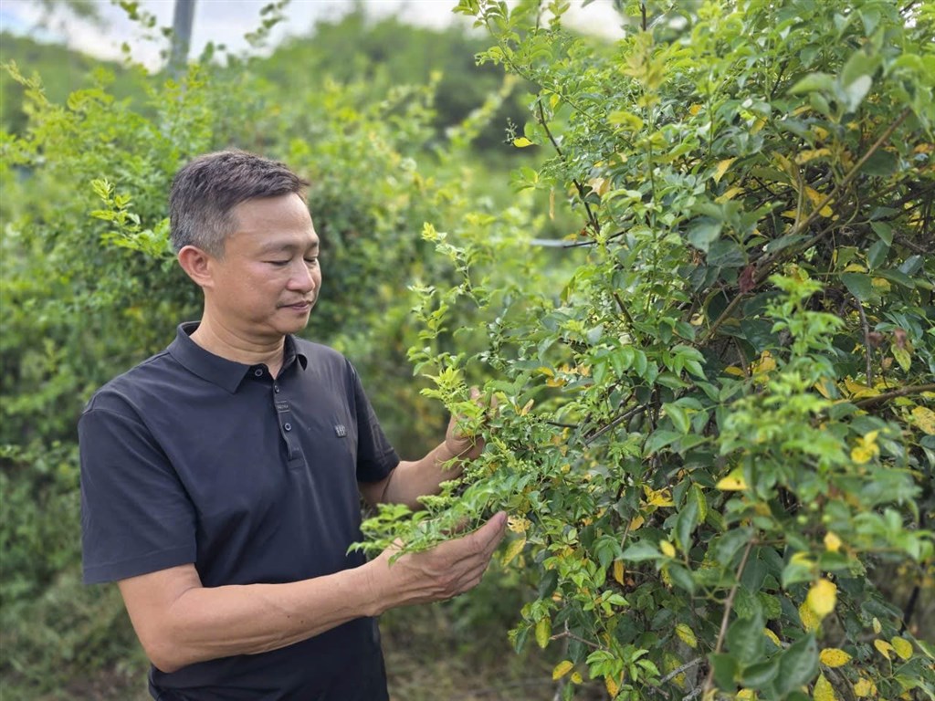 Kỳ vọng cú hích phát triển cây dược liệu ở Nghệ An