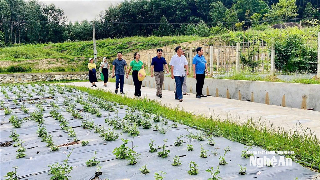 Diễn đàn “Lắng nghe tiếng nói những người làm dược liệu: 'Mở đường' cho dược liệu 'đi xa'