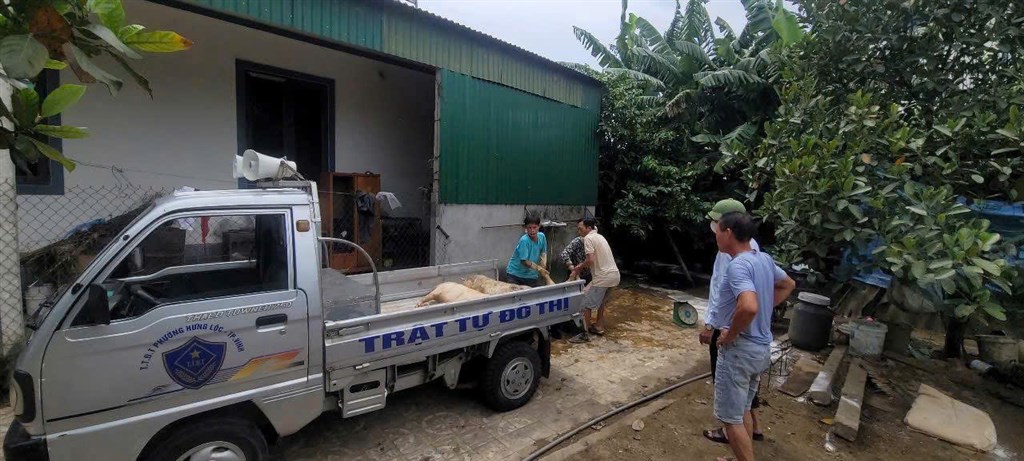 DỊCH TẢ LỢN CHÂU PHI LAN RỘNG TRÊN ĐỊA BÀN PHƯỜNG VINH LỘC